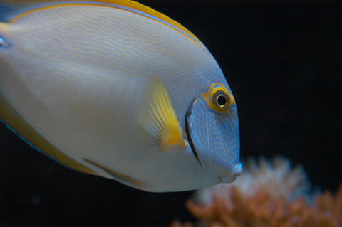 Solitary Islands Aquarium - Accommodation NT 3