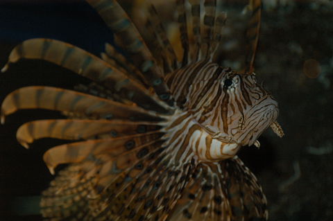 Solitary Islands Aquarium - Accommodation NT 4
