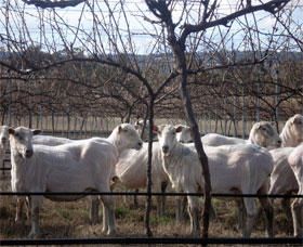 Thunder Ridge Wines - Accommodation NT 2