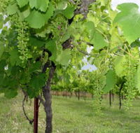 Holland Wines - Accommodation NT