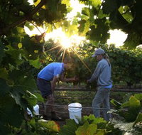 Oakdene Vineyards Restaurant and Cellar Door - Accommodation NT