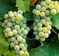 Clover Hill Vineyard - Accommodation NT
