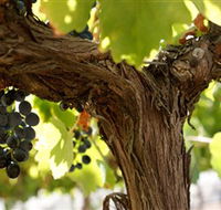 Blackjack Vineyards - Accommodation NT