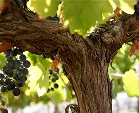 Blackjack Vineyards - Accommodation NT 0