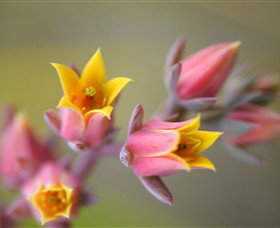 Royal Botanic Gardens Victoria - Accommodation NT 3