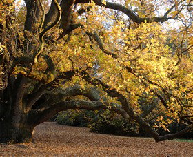 Royal Botanic Gardens Victoria - Accommodation NT 6