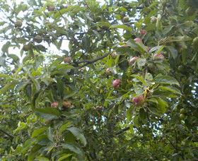 Tin Shed Cider - Accommodation NT 1