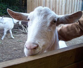 Drysdale Cheeses - Accommodation NT 0