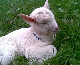 Drysdale Cheeses - Accommodation NT 12