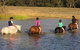 Bellarine Horse Riding Centre - thumb 2