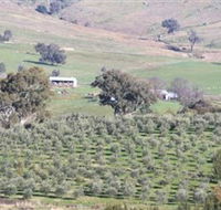 Wymah Organic Olives and Lambs - Accommodation NT