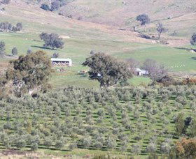 Wymah Organic Olives And Lambs - Accommodation NT 0