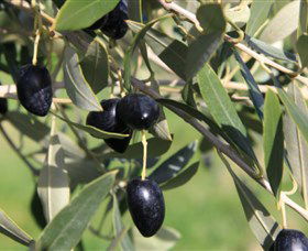 Wymah Organic Olives And Lambs - Accommodation NT 2