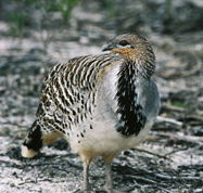 Yongergnow Australian Malleefowl Centre - Accommodation NT