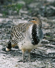 Yongergnow Australian Malleefowl Centre - Accommodation NT 0