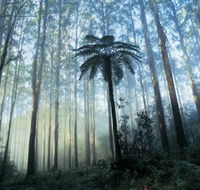 Yarra Ranges National Park - Accommodation NT