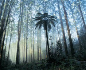 Yarra Ranges National Park - Accommodation NT 0
