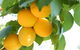 Rayner's Orchard - thumb 1