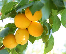 Rayner's Orchard - Accommodation NT 1