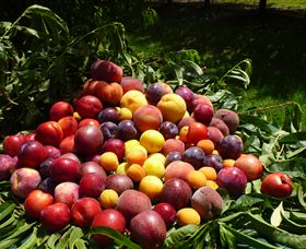 Rayner's Orchard - Accommodation NT 0