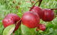 Rayner's Orchard - thumb 4