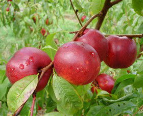 Rayner's Orchard - Accommodation NT 4