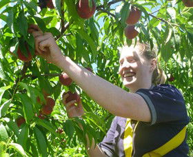 Rayner's Orchard - Accommodation NT 3
