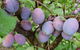 Rayner's Orchard - thumb 5
