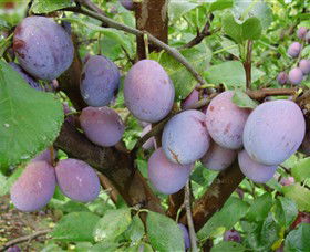 Rayner's Orchard - Accommodation NT 5