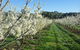 Rayner's Orchard - thumb 6