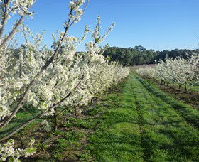 Rayner's Orchard - Accommodation NT 6