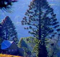 Bunya Mountains National Park - Accommodation NT