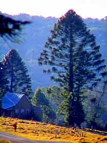 Bunya Mountains National Park - Accommodation NT 0