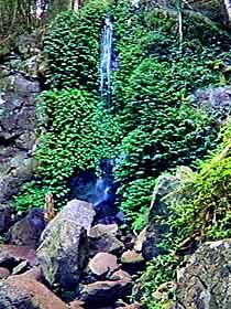 Bunya Mountains National Park - Accommodation NT 2