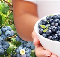 Jolly Berries - NT Tourism