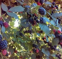 Gunnadoo Berries - Accommodation NT