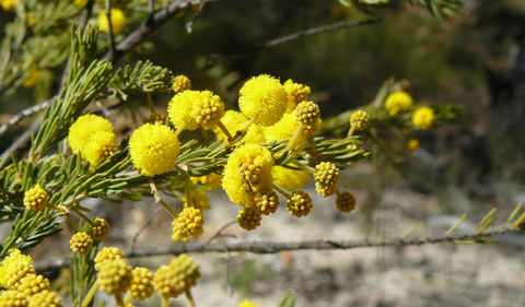 Torrington State Conservation Area - Accommodation NT 3