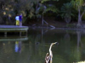 Birdwatching In The South Burnett - NT Tourism 0