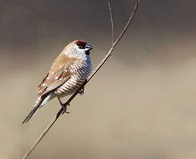 Capertee Valley Bird Trail - Accommodation NT 3