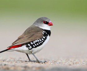 Capertee Valley Bird Trail - Accommodation NT 1