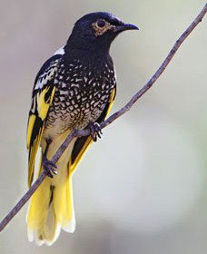 Capertee Valley Bird Trail - Accommodation NT 4