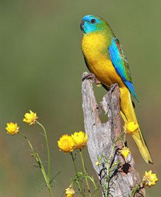 Capertee Valley Bird Trail - Accommodation NT 5