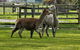 Warrook Farm - thumb 6