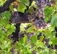  Murrumbateman Winery Company Pty Ltd  - Accommodation NT