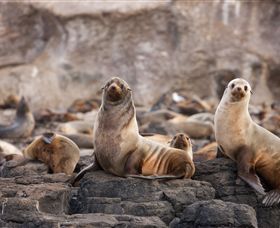 Phillip Island Nature Parks - Accommodation NT 1