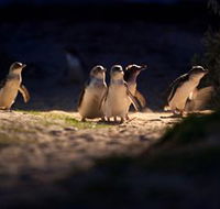 Phillip Island Nature Parks - Accommodation NT