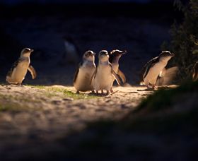Phillip Island Nature Parks - Accommodation NT 0