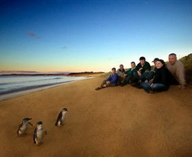 Phillip Island Nature Parks - Accommodation NT 7