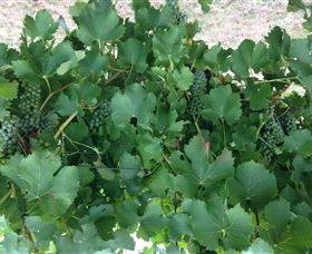 Jeir Creek Wines - Accommodation NT 2
