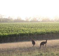 Small Forest Wine